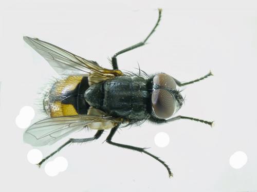 Musca autumnalis